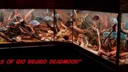 aquarium-von-gguardiann-hills-of-rio-negro-deadwood-nur-noch-beispiel_Mal ne neue Gesamtansicht - 28.10.2012
