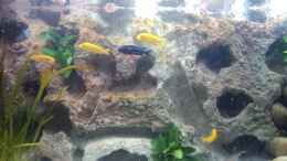 aquarium-von-claudio-zeitler-becken-23045_Labidochromis Yellow