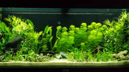 aquarium-von-nico-frische-welcome-to-america_Gesamtansicht 03.06.2012 Die Pflanzen wachsen