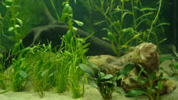 aquarium-von-nico-frische-welcome-to-america_Moorkienwurzel #2 + kleine Mopaniwurzel (Imitat)