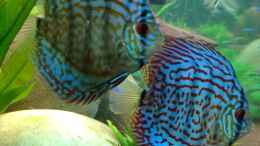 aquarium-von-linlan-amazonparadies_Die schönen Disken