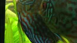 aquarium-von-linlan-amazonparadies_Diskus Weibchen beim ablaichen 