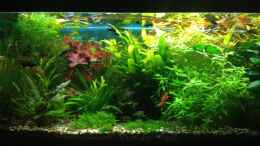 aquarium-von-pflanzenbecken-becken-23057_Frontansicht