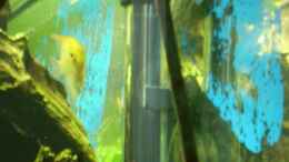 aquarium-von-skalarfreund-skalartraum_Heizer