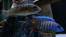 aquarium-von-flightsim-my-malawi-dream_Aulonocara Red Rubin