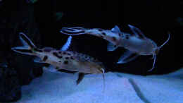 aquarium-von-flightsim-my-malawi-dream_Synodontis Multipunctatus