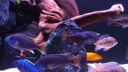 aquarium-von-flightsim-my-malawi-dream_Buntes Durcheinander