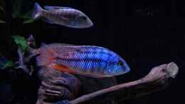 aquarium-von-flightsim-my-malawi-dream_Protomelas Boadzulu