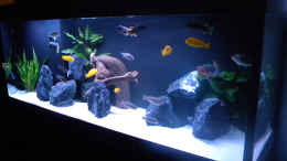 aquarium-von-flightsim-my-malawi-dream_Deko neu mit Javafarn (Microsorum pteropus)