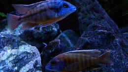 aquarium-von-flightsim-my-malawi-dream_