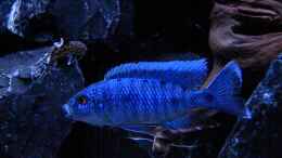 aquarium-von-flightsim-my-malawi-dream_Sciaenochromis Fryeri