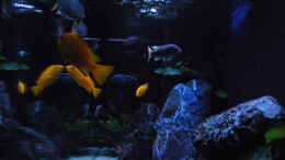 aquarium-von-flightsim-my-malawi-dream_