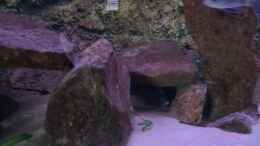 aquarium-von-jannik-sommer-ein-kleines-stueck-tanganjikasee_Unterschlupf neben der säule