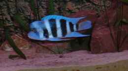 aquarium-von-jannik-sommer-ein-kleines-stueck-tanganjikasee_C. Frontosa kipili Blue