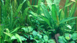 aquarium-von-thomas-graf-becken-2310_Microsorum pteropus