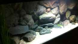 aquarium-von-sunny73-malawi-dream-2012_Einlaufphase ohne Fische (altes Bild)