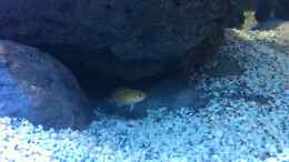 aquarium-von-sunny73-malawi-dream-2012_Kleiner Yellow-Nachwuchs