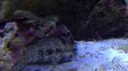 Aquarium einrichten mit Atrosalarias fuscus -Felshüpfer