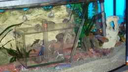 aquarium-von-couro-starterbecken-fuer-junge-malawis_Der Umzug in das neue Becken beginnt mit einer Fischfalle