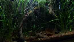 aquarium-von-die-perle----kleines-schwarzes_17.04.2013