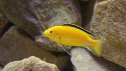 aquarium-von-richy-malawibecken_Labidochromis Yellow Männchen