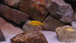 aquarium-von-richy-malawibecken_Labidochromis Yellow 