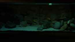 aquarium-von-richy-malawibecken_Ansicht Möglichkeiten Beleuchtungsänderung 1