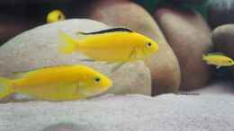 aquarium-von-richy-malawibecken_Labidochromis Yellow