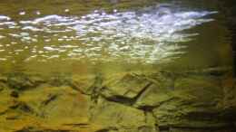 aquarium-von-richy-malawibecken_Wasserstrom in meinem Aquarium