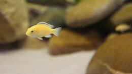 aquarium-von-richy-malawibecken_Ein weiteres Jungtier von meinen Yellows