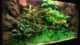 aquarium-von-tilo-schmiedl-becken-2316_Stand: 21.03.2006