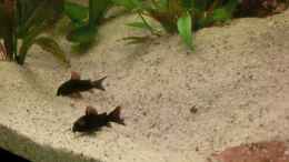 aquarium-von-steven-tumma-diskusbecken---nur-noch-als-beispiel_Corydoras Black Venezuela