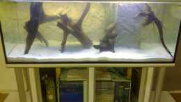 aquarium-von-steven-tumma-diskusbecken---nur-noch-als-beispiel_2. Tag nach befüllen