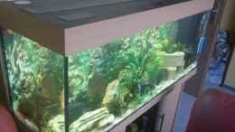 aquarium-von-martin-ruediger-juwel-rio-240_