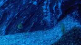 aquarium-von-wensday-malawibecken_Jungtiere Labidochromis caeruleus
