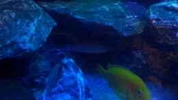 aquarium-von-wensday-malawibecken_Labidochromis caeruleus 