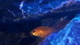 aquarium-von-wensday-malawibecken_Jungtier Labidochromis caeruleus