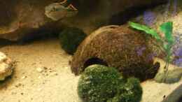 aquarium-von-babsi-aud-trockentauchen-im-wohnzimmer-_Purpurprachtbarsch Männchen bei der Bruthöhle 