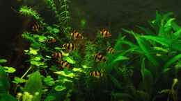 aquarium-von-babsi-aud-trockentauchen-im-wohnzimmer-_Sumatrabarben frisch eingezogen