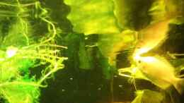 aquarium-von-babsi-aud-trockentauchen-im-wohnzimmer-_Unterwasserfoto