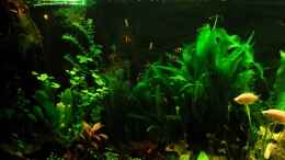 Aquarium einrichten mit Sumatrabarben und Guramis