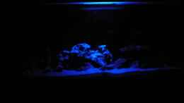 aquarium-von-janosch-becken-23319_Mondlicht