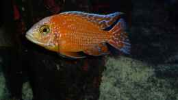 aquarium-von-couro-abenteuerland_Firefish; dominanter Bock