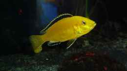 aquarium-von-couro-abenteuerland_Labidochromis caeruleus yellow ; dominanter Bock  