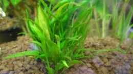 Aquarium einrichten mit Helanthium tenellum - Grasartige Zwergschwertpflanze