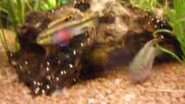 Aquarium einrichten mit Purpurprachtbarsch (Pelvicachromis pulcher)