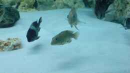 Aquarium einrichten mit Tanganicodus irsacae