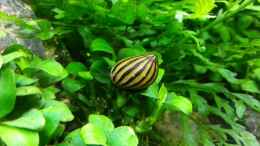 aquarium-von-marcel-reiter-gruene-wiese_Neritina coromandeliana (Zebra-Rennschnecke)