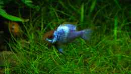 aquarium-von-marcel-reiter-gruene-wiese_Microgeophagus ramirezi electric blue