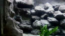 aquarium-von-mister-fish-mbuna-becken---noch-in-arbeit_